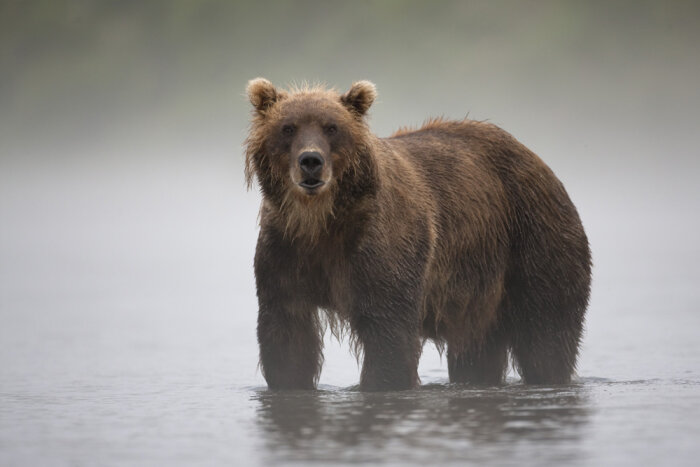 Кроноцкий заповедник Камчатки: медведи срывают грибной и ягодный сезон