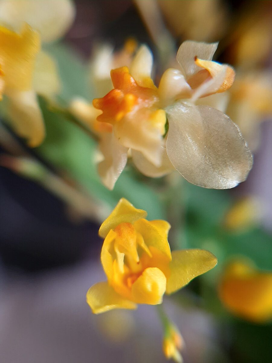 Макросъемка цветочков Твинкля. Верхний цветочек мне напоминает птичку.