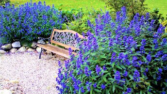 Засухоустойчивый неприхотливый кустарник с душистыми синими цветами. Цветет до октября!