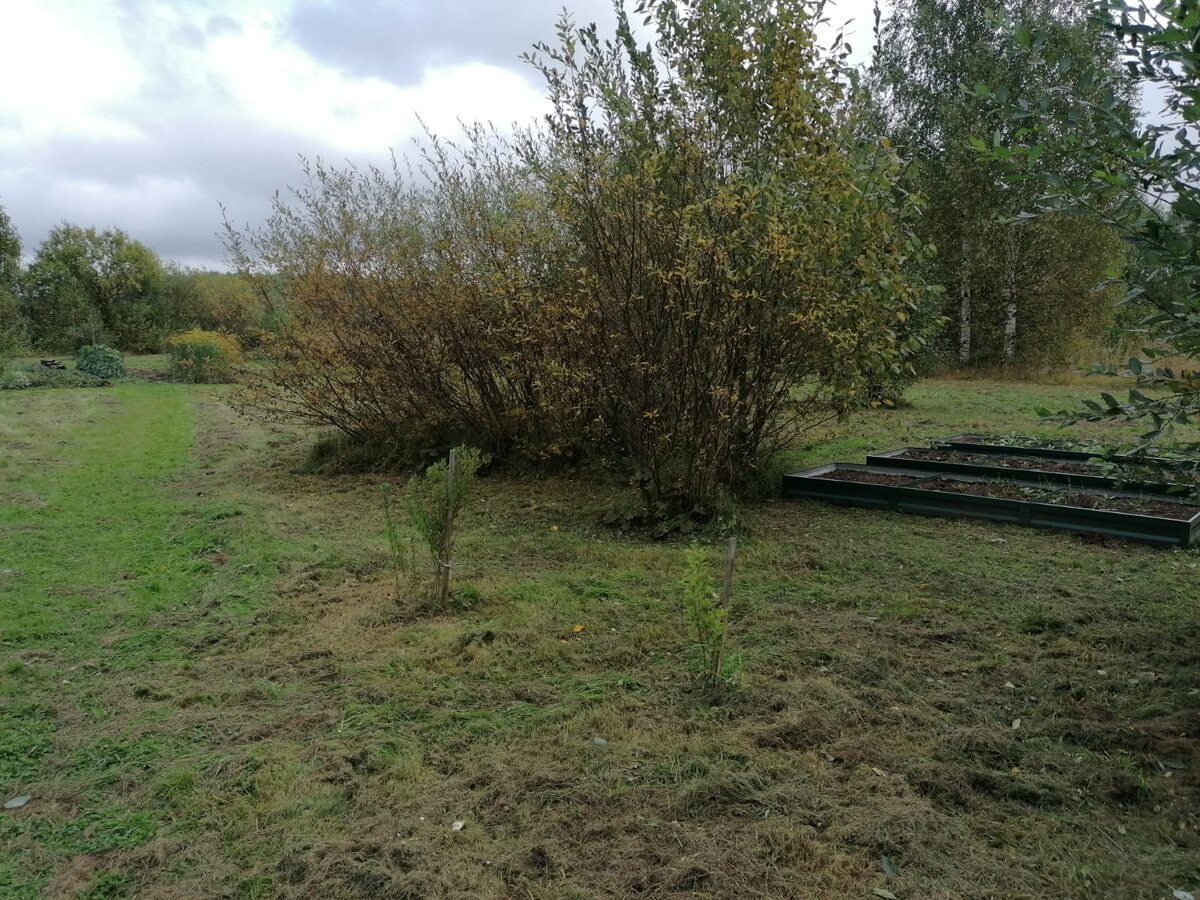 Кусты перед грядками