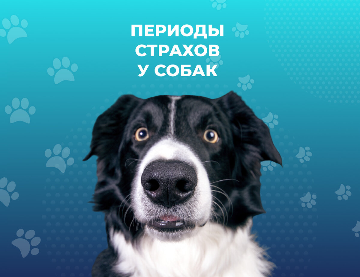 Испортили собаку! | DogWinner | Дзен