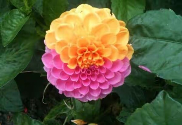 20 de plante cu aspect ciudat care există în natură