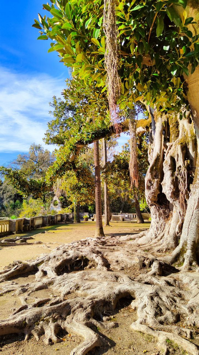 Древнее дерево