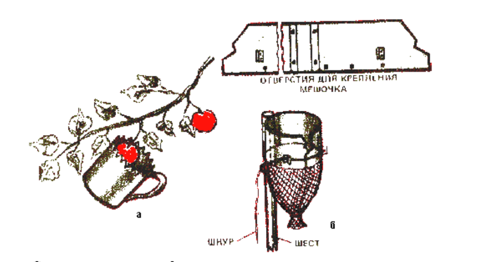 Плодосьемник: а - для ягод; б - для плодов
