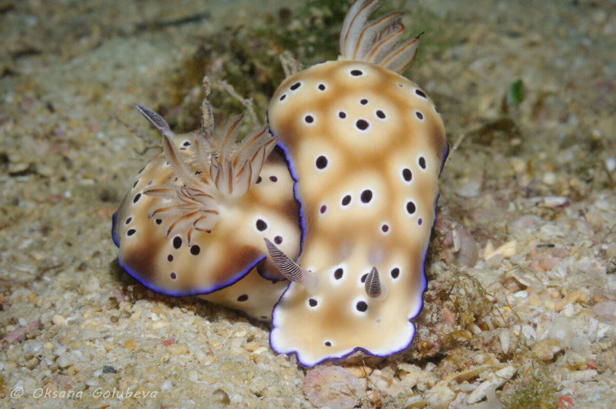 Филиппины. Nikon D300, бокс Sea&sea, Nikkor 60, inon z-240x1. ISO-250, f/32, 1/80