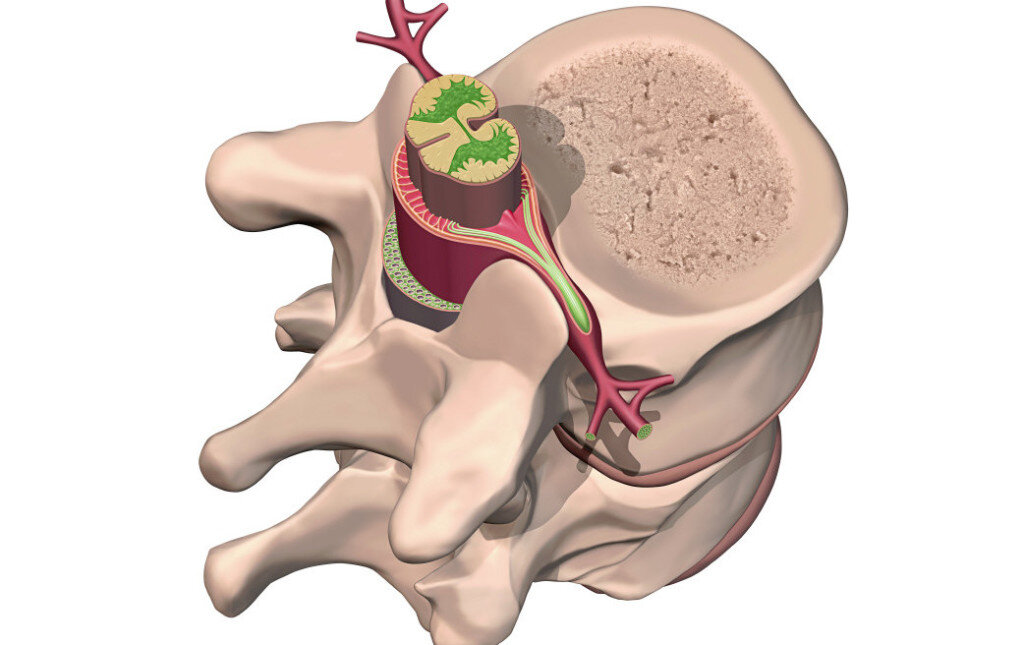 Два позвонка, в центре спинной мозг из которого выходят нервные корешки, благодаря их интимному взаиморасположению, корешки очень легко могут подвергаться сдавлениям.  Ссылка на источник изображения: https://clck.ru/32Lz7W