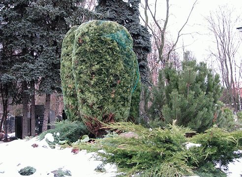 Конус укрытие для туй и хвойных растений на зиму, размер 120х170 см, спанбонд 60 г/м2