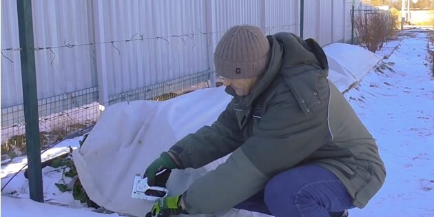 Кадр: В саду работаю с любовью / YouTube📷
