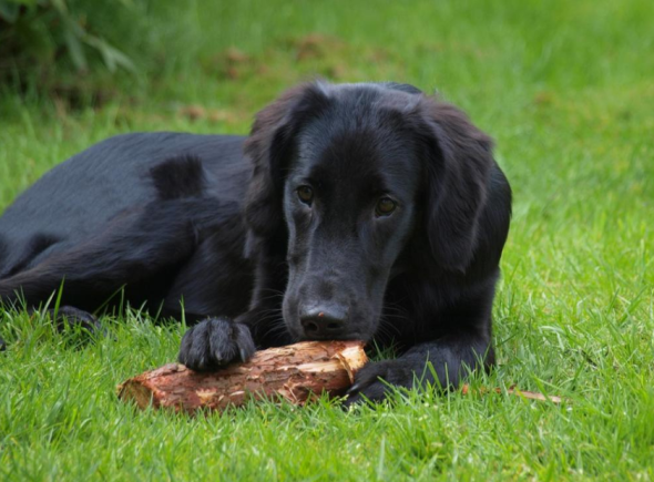Шпицуля.рф: статья "Стоит ли брать взрослую собаку, которую отдают "в добрые руки": все плюсы и минусы"