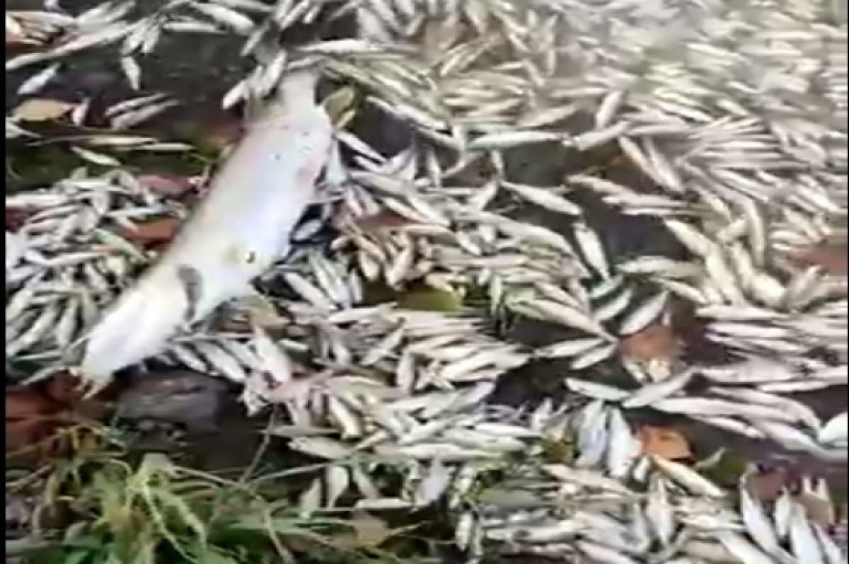    Специалисты устанавливают причины гибели рыбы.