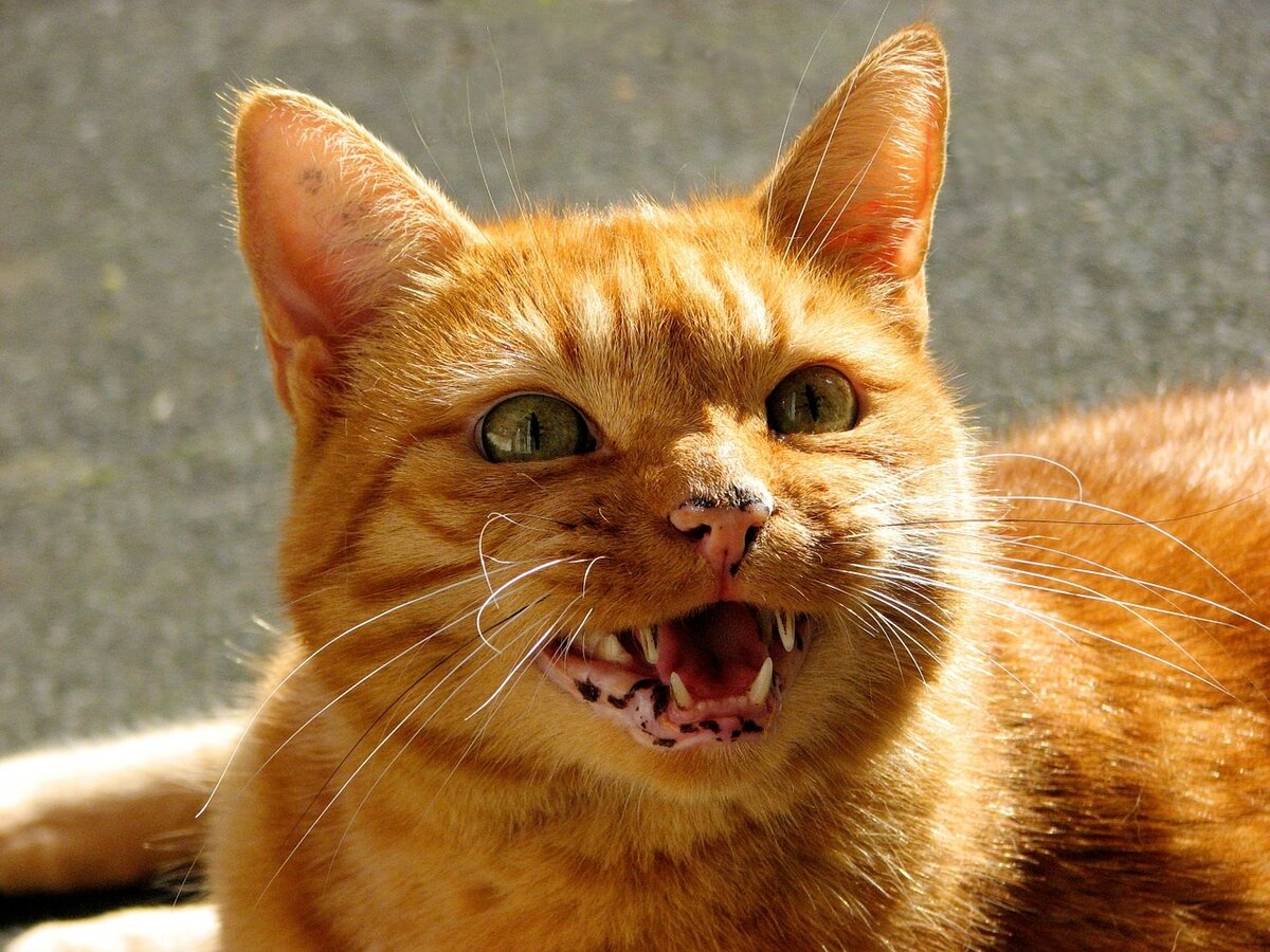 Фото взято из открытого источника © 2022 Любое копирование материала без согласия автора и прямой ссылки на канал запрещено.