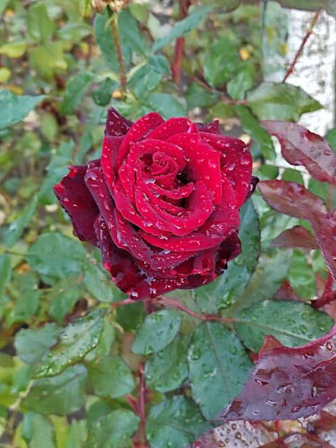 Фото №1. Обычная чайная роза на клумбе в центре Абинска.