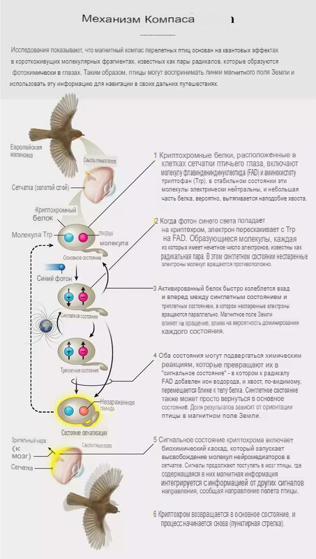 Важнейший объект изучения интерьера птицы