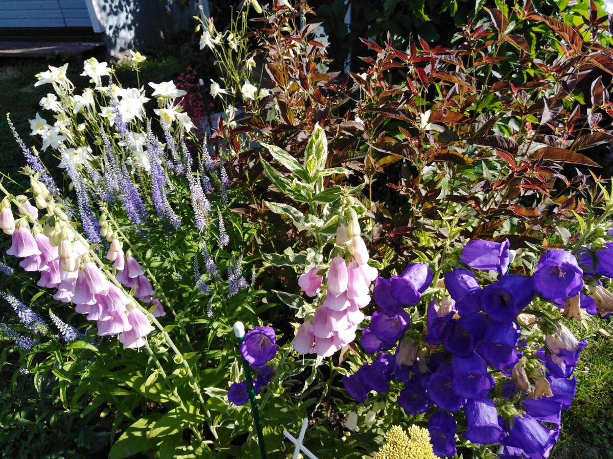 Вербейник реснитчатый в июле