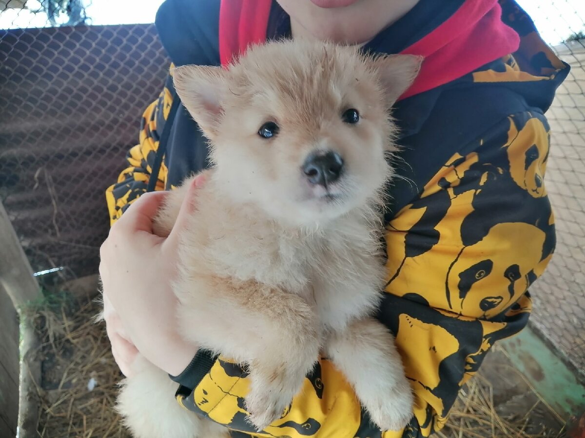 Вторую неделю они живут в вольере, в будке