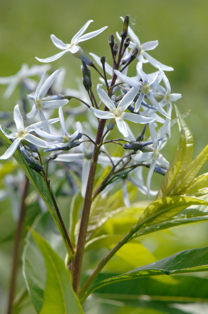 Amsonia illustris. Фото Prairie Moon Nursery