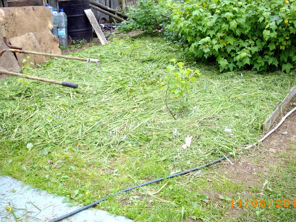 Асфальтовые дорожки на даче. Сорняки на садовых дорожках. Сорняки на дорожках. Где росла трава там. Сорняки между плиточных швов.