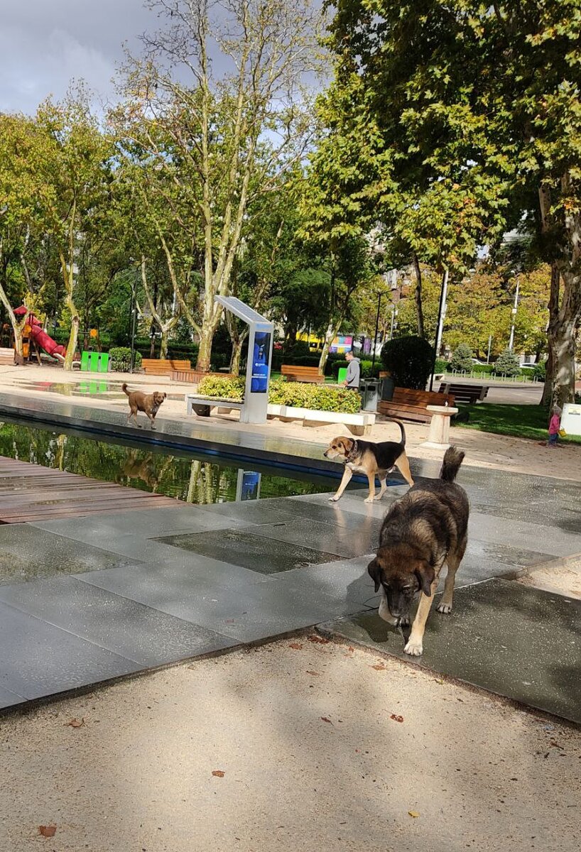 Стайка бездомных собак в парке. Район Сабуртало