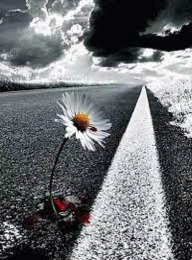 Чёрно-белые полосы жизни