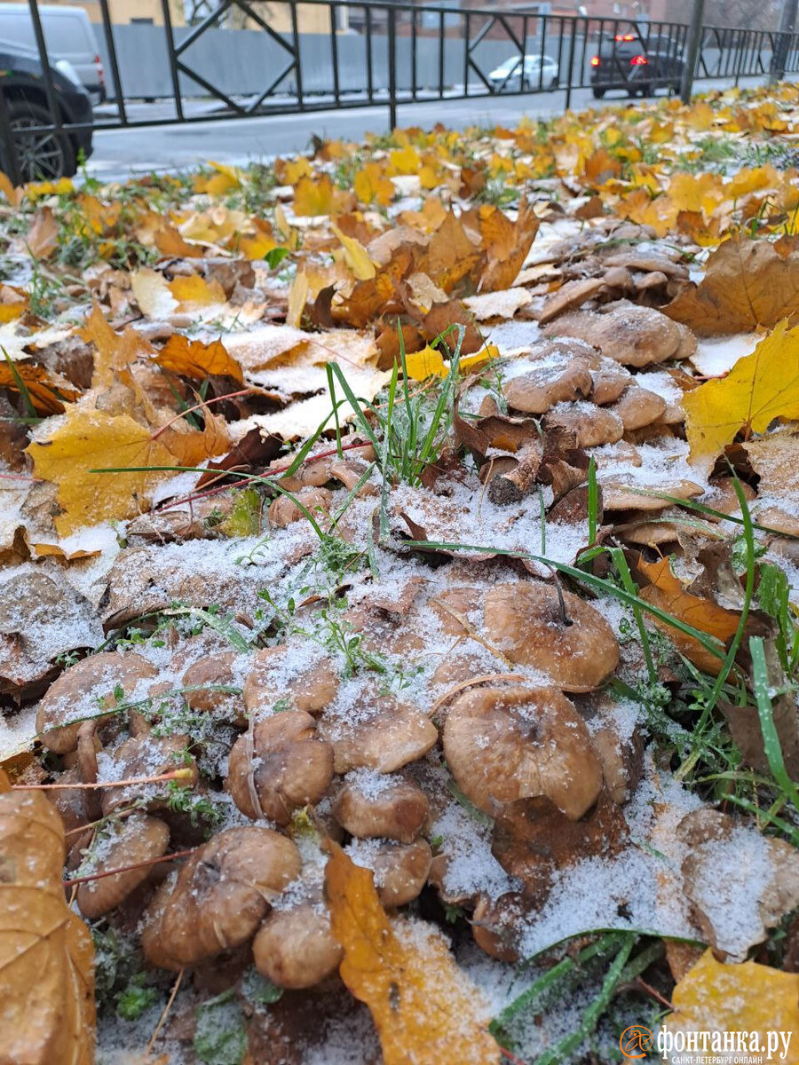   
 Фото: Юлия Яковлева/«Фонтанка.ру»