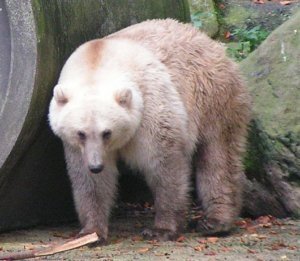    Фото: wikiwand.com