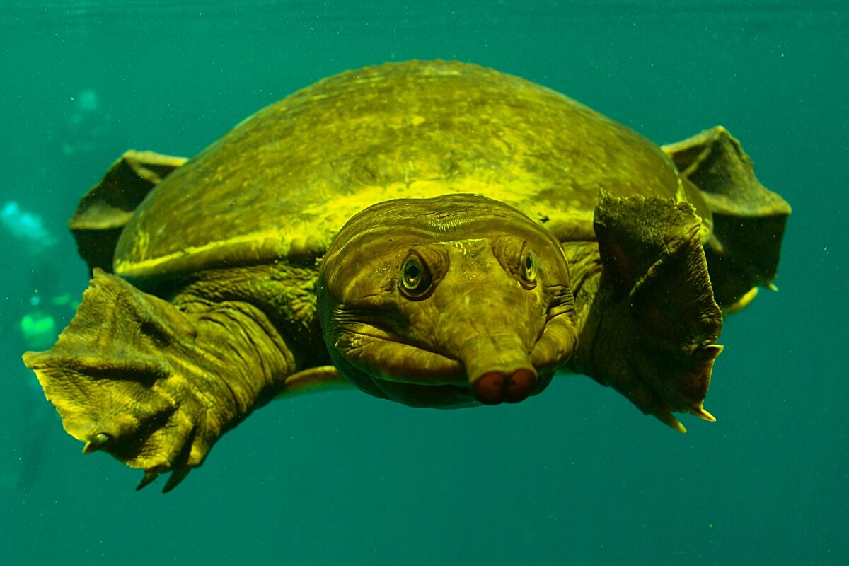 Особенности поведения