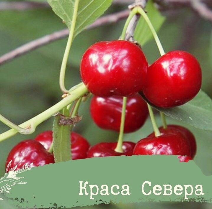 Дюк краса. Черевишня Краса севера. Дюк Краса севера. Вишня Краса севера Мичурин. Вишня Краса севера (Дюк) 1шт..