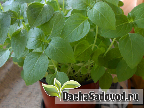 Выращивание базилика на балконе - фото автора (dachasadovod.ru)