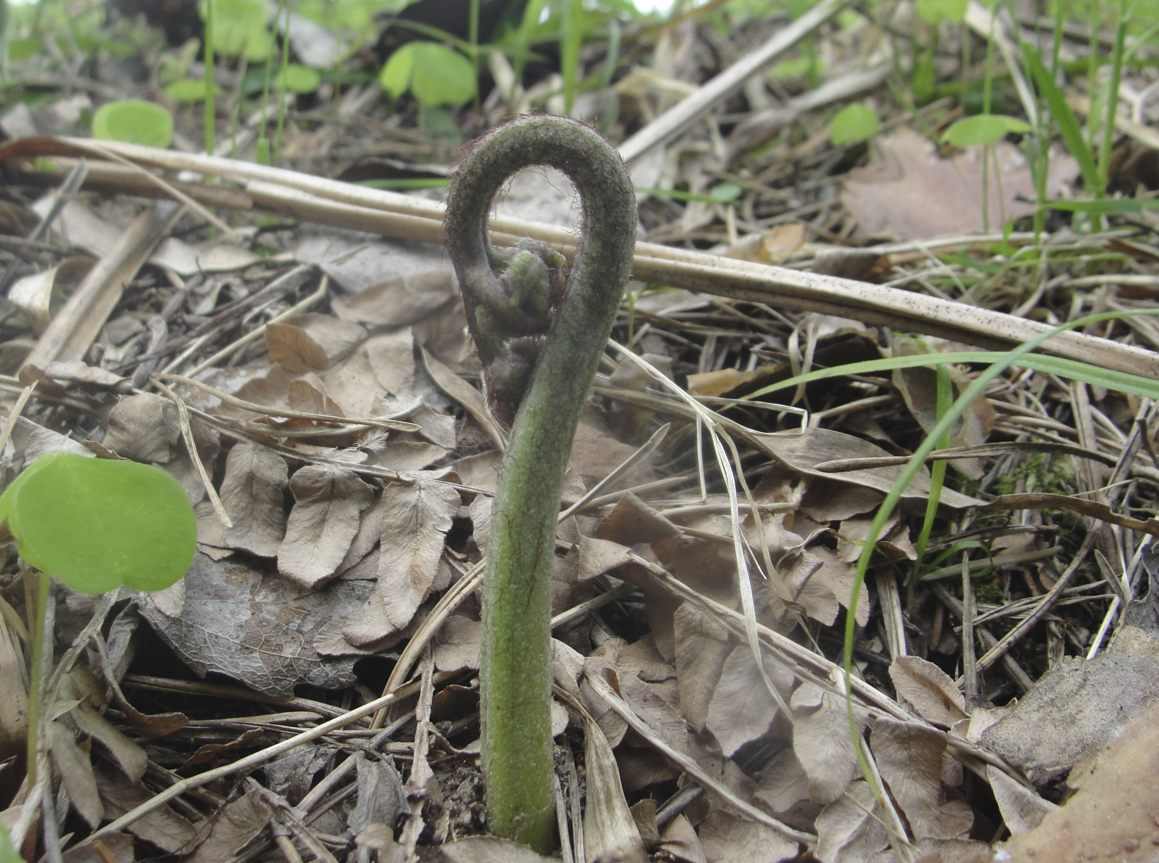 Молодой рахис