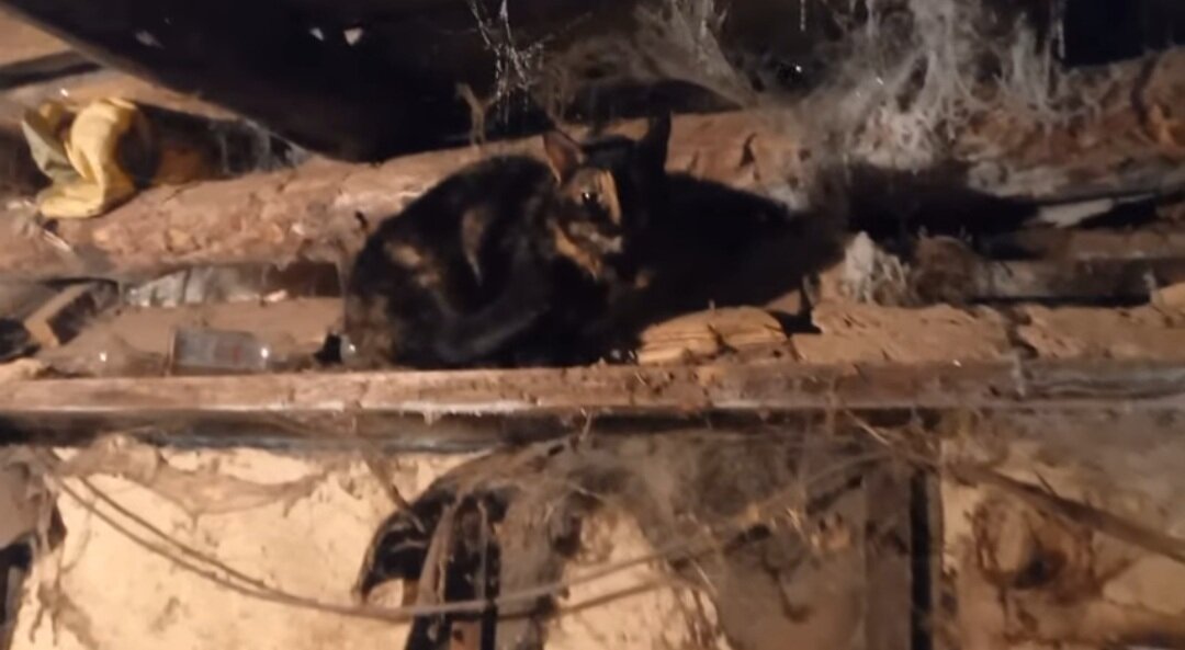 Ноча дежурит!