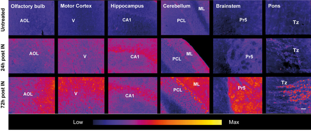   Daphne Correa et al. / PNAS, 2023