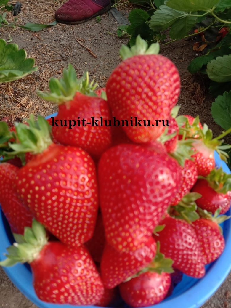 рассада клубники купить в питомнике Юлия Краснодарский край