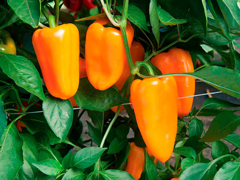 Фото с Яндекс