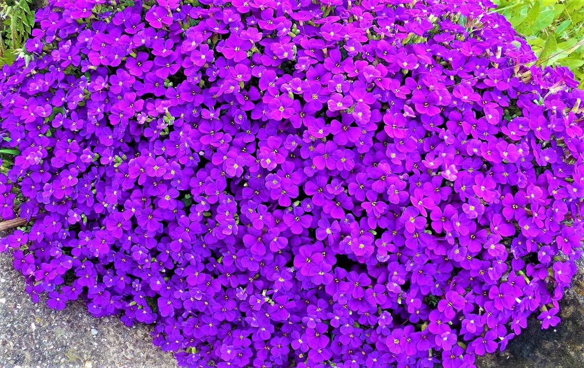  Яркая почвопокровная обриета. Фото с источника: https://clck.ru/Vrmvy.