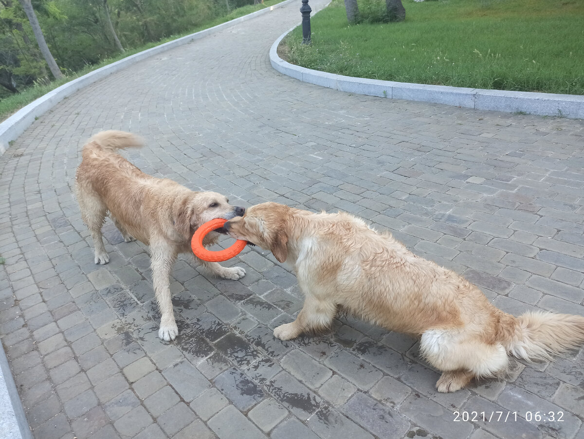 Куба и Бетти делят игрушку на утренней прогулке. Обратите внимание на время - 6,30 утра. Следующая прогулка - только вечером, когда зайдет солнце.