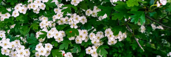 А это цветы боярышника