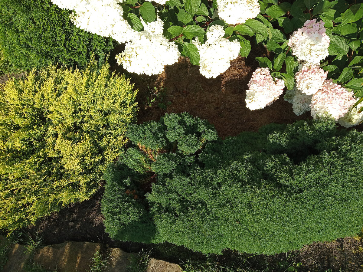 А вот так разламываются взрослые кусты туи Тедди под тяжестью снега фото июль 2021