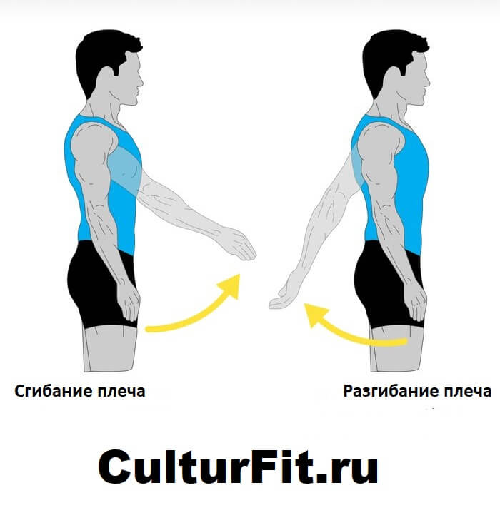 Разгибать сгибать. Сгибание разгибание отведение приведение. Сгибание плеча. Сгибан е и ражгиюание плеча. Разгибание в плечевом суставе