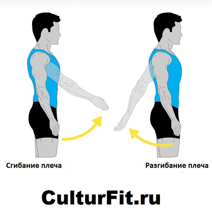 Сгибание. Сгибание разгибание отведение приведение. Сгибание плеча. Сгибан е и ражгиюание плеча. Разгибание в плечевом суставе.