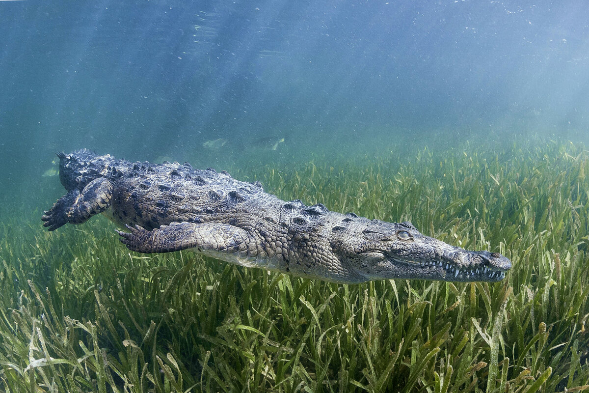 Отряд Crocodylia