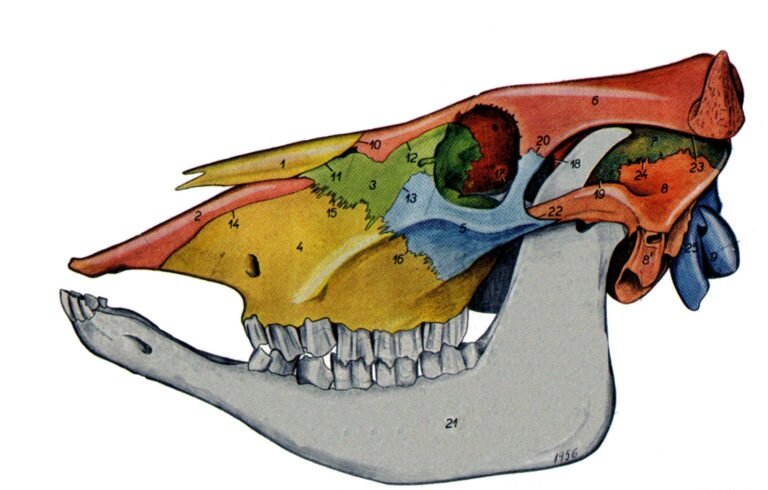 1— носовая кость; 2— межчелюстная кость; 3— слезная кость; 4— верхняя челюсть; 3— скуловая кость; 6— лобная кость; 7— теменная кость; 8— чешуя височной кости; 8′— каменистая кость; 9— затылочная кость; 10— лобноносовой шов; 11— слезноносовой шов; 12— слезнолобный шов; 13— слезноскуловой шов; 14— резцовочелюстной шов; 15— слезночелюстной шов; 16— скулочелюстной шов; 17, 18— лобноклиновидный шов; 19— клиновиднотеменной шов; 20— лобноскуловой шов; 21— нижняя челюсть; 22— височноскуловой шов; 23— лобнотеменной шов; 24— височнотеменной шов; 25— затылочнососцевидный шов.