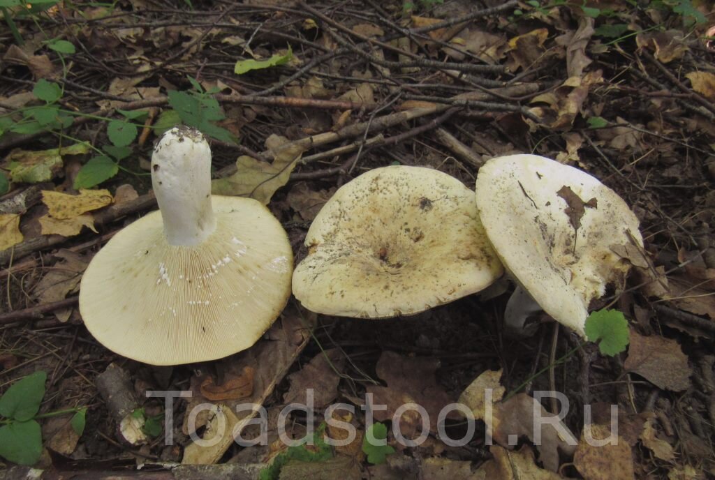 Видите сок на пластинках? Он не позеленеет  (фото И.Лебединского)