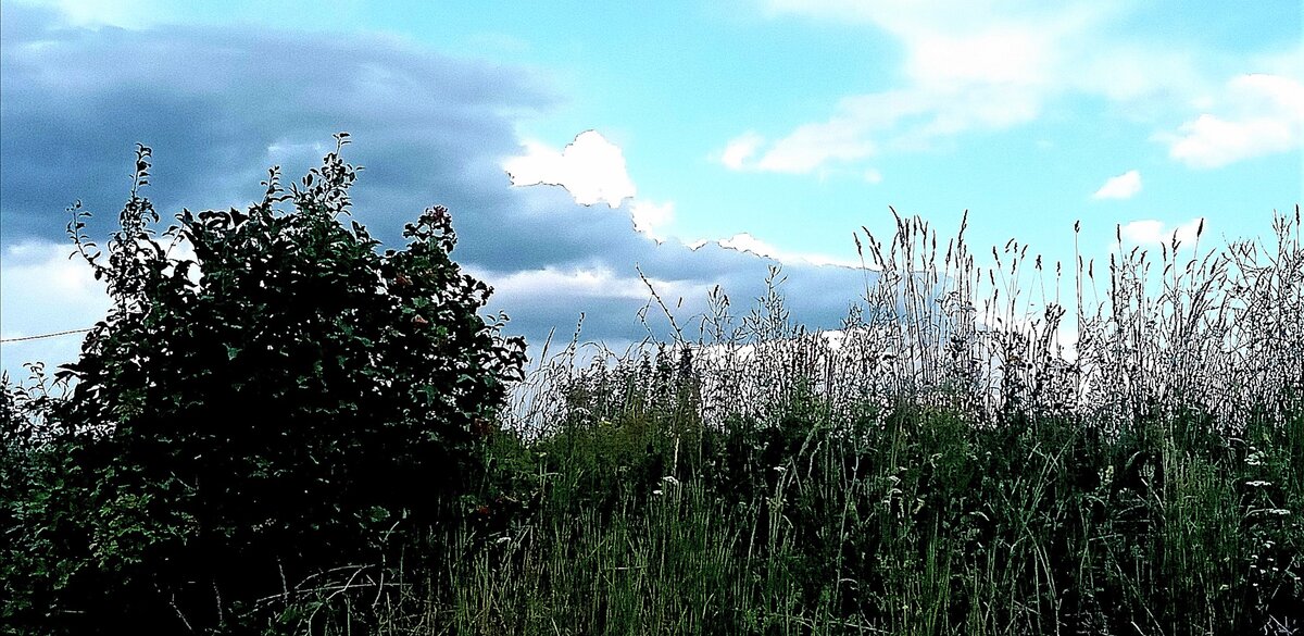                                                         После дождя. Фото автора канала.