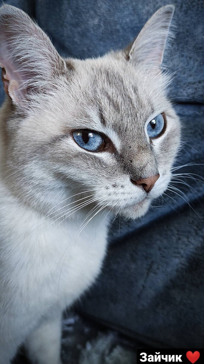 "Я не соглашалась, меня поставили перед фактом...."