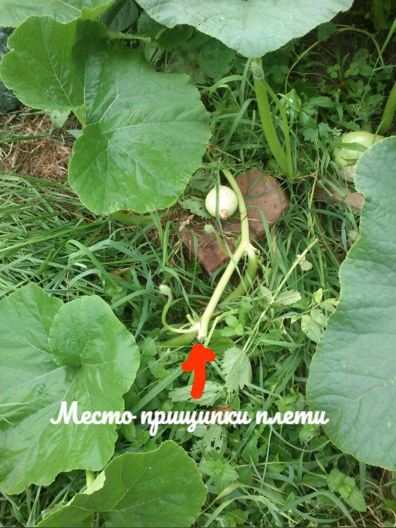 На фото ОБРЕЗАННАЯ ПОСЛЕ ЗАВЯЗИ ПЛЕТЬ И ЗА НЕ 2 ЛИСТА