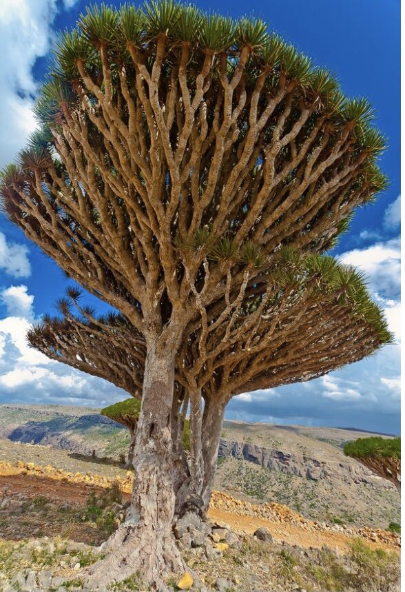 Драцена в природе