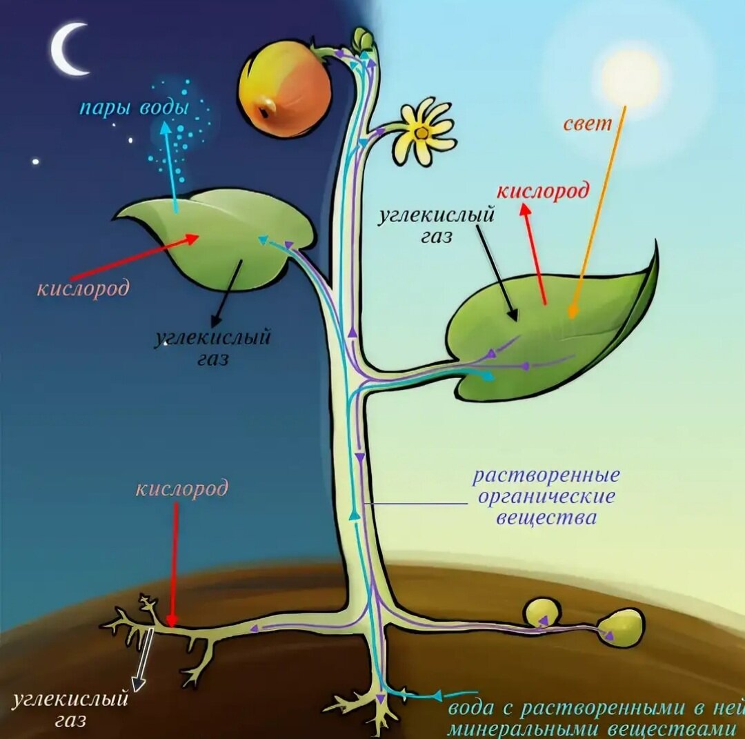 Углекислый газ вода углевод кислород. Схема фотосинтеза у растений. Процесс фотосинтеза у растений схема. Процесс фотосинтеза рисунок. Процесс фотосинтеза у растений рисунок.