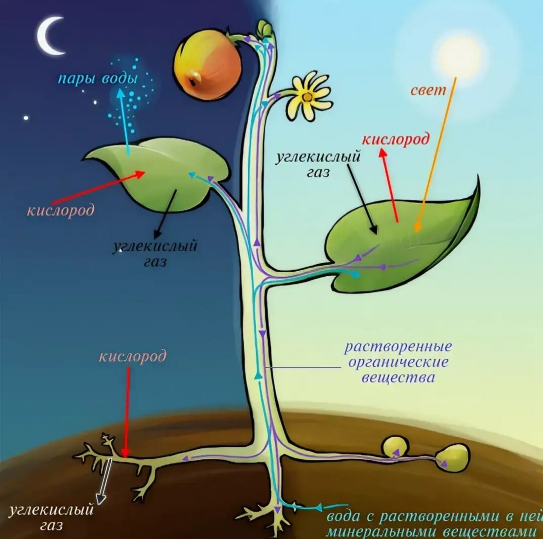 Питание и дыхание организмов. Схема фотосинтеза у растений. Процесс фотосинтеза у растений. Схема процесса фотосинтеза. Процесс фотосинтеза у растений рисунок.