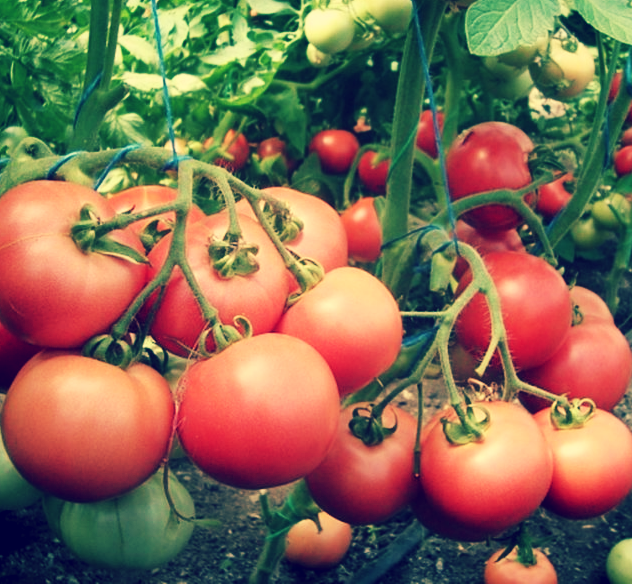 Отличные помидоры