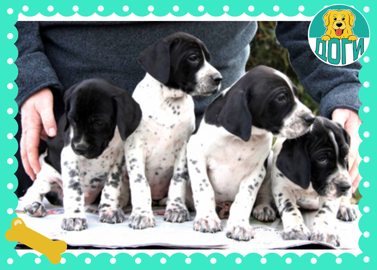 Щенки в черном окрасе. Фото в свободном доступе